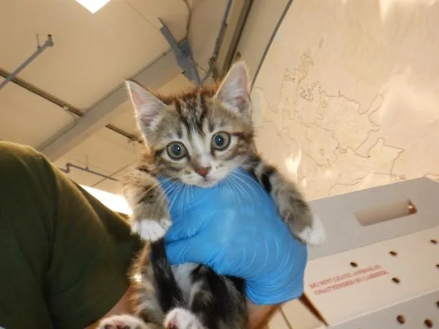 A baby small-sized male Domestic Short Hair cat named Brodie for adoption in San Jose, CA