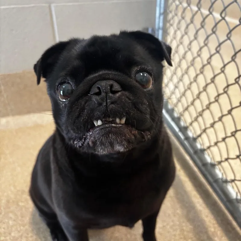A senior small-sized female Black Pug dog named Pudge for adoption in Bristol, IN