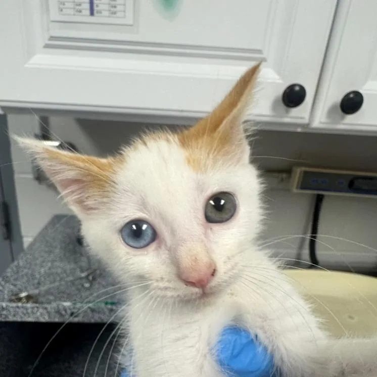 A baby small-sized male Domestic Short Hair cat named Jasper for adoption in Greenville, SC