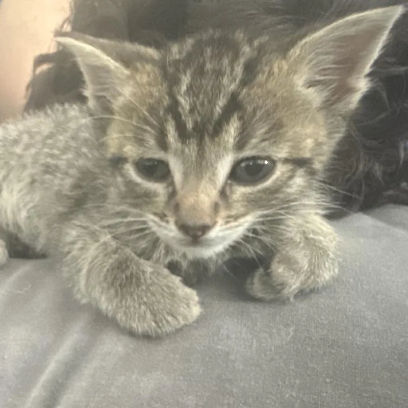 A baby small-sized male Brown / Chocolate Domestic Short Hair cat named Asher for adoption in Long Beach, CA
