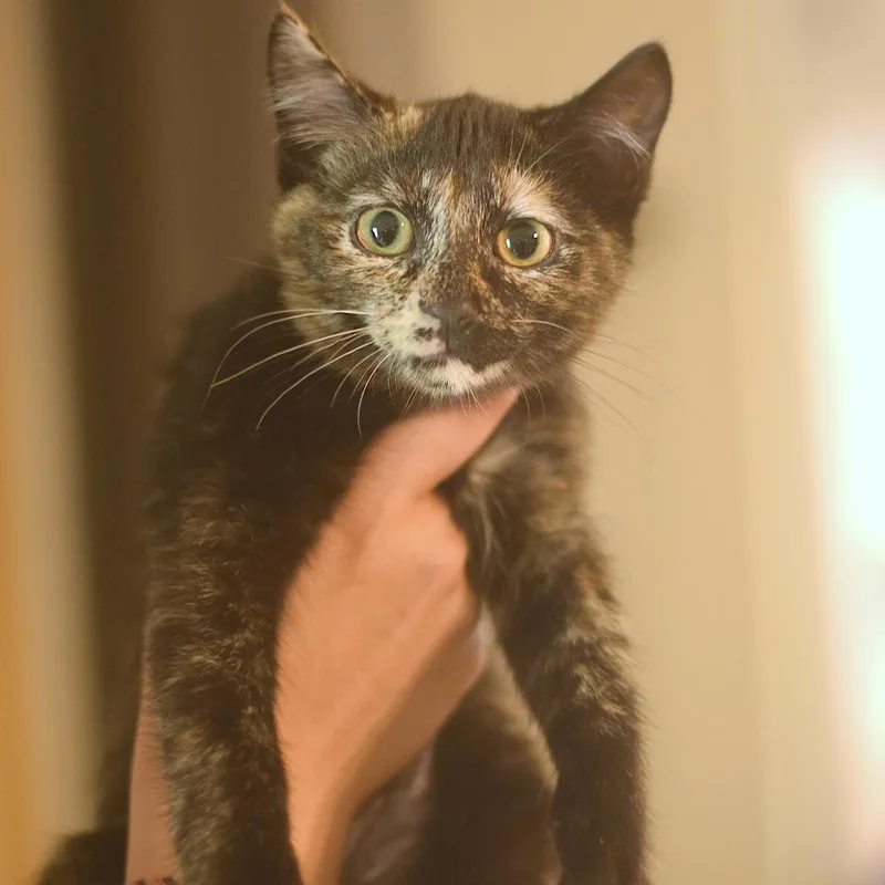 A baby small-sized female Tortoiseshell Domestic Short Hair cat named Riley! for adoption in Belleville, IL