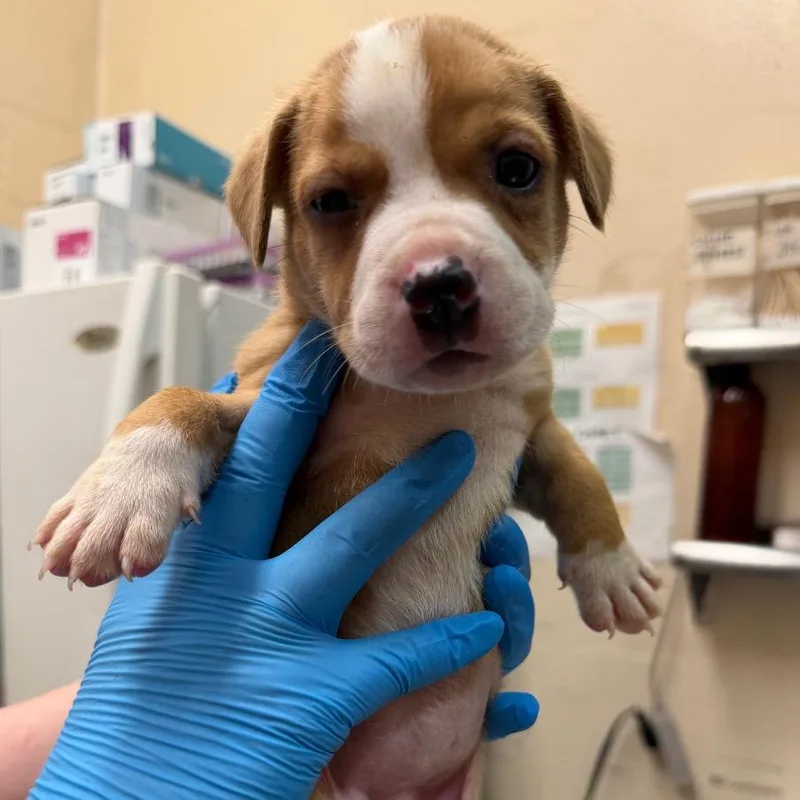 A baby small-sized female Pit Bull Terrier dog named Dottie for adoption in Birmingham, AL