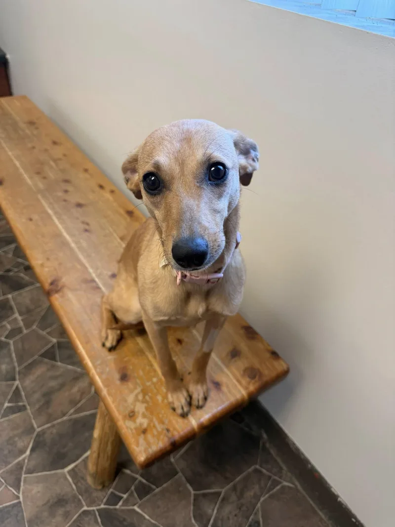 A young small-sized female Yellow / Tan / Blond / Fawn Terrier dog named Granite for adoption in Sterling Heights, MI