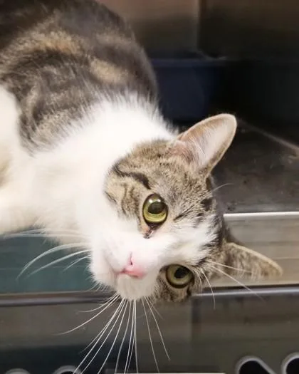 An adult medium-sized female Domestic Short Hair cat named Coco for adoption in Fishers, IN