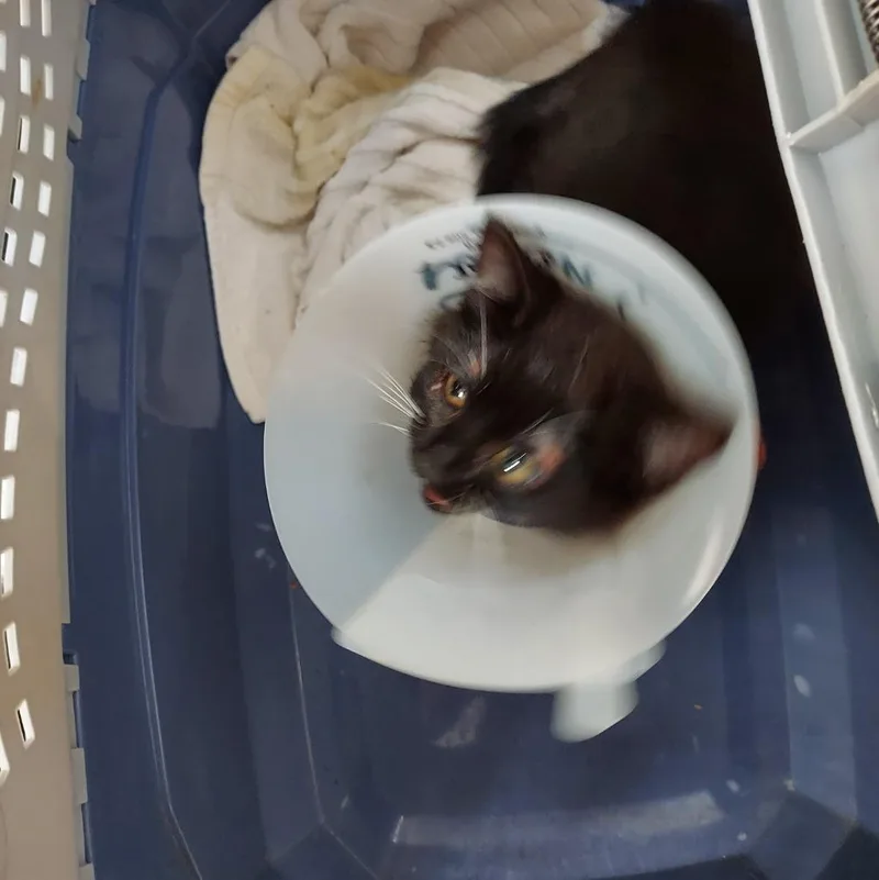 A baby small-sized female Domestic Short Hair cat named Pavlova for adoption in Hartsville, SC