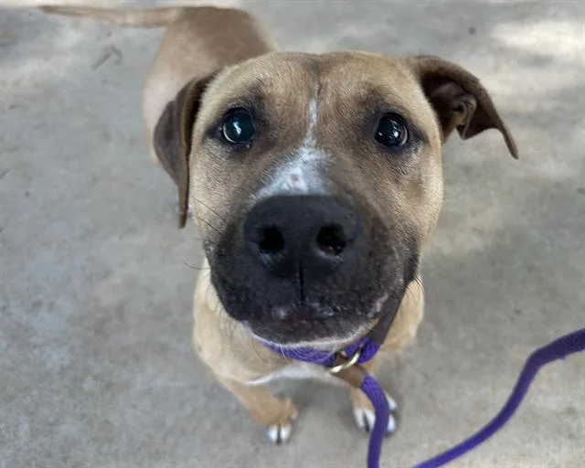 An adult medium-sized male Pit Bull Terrier dog named Charlie for adoption in Charlotte, NC