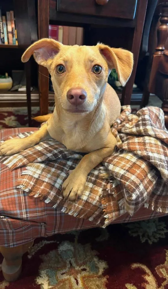 Dobby