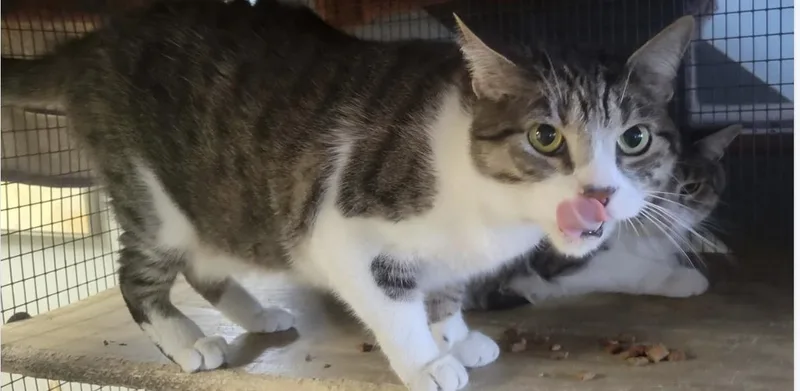 An adult large-sized male Tabby (Brown / Chocolate) Domestic Short Hair cat named Alvin and Theo for adoption in Memphis, TN