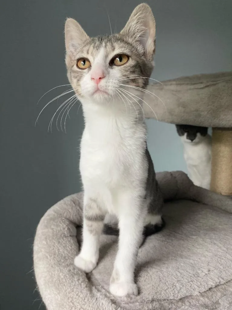 A young small-sized female Domestic Short Hair cat named Aimeeleigh for adoption in Camp Hill, PA