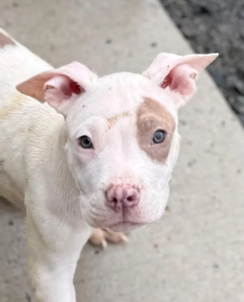 A baby medium-sized male Pit Bull Terrier dog named Tito for adoption in Manassas, VA