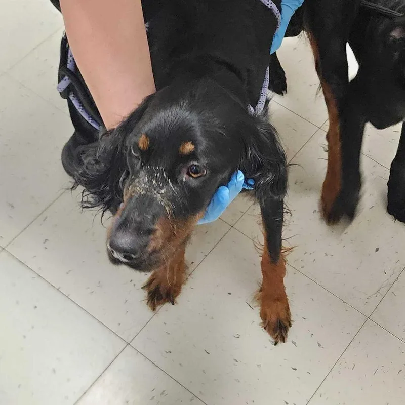 A young medium-sized female Black Mixed Breed dog named Ryan Ralf for adoption in Davenport, IA