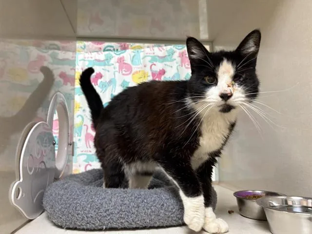 An adult small-sized female Domestic Short Hair cat named Margot for adoption in Fairfield, CA