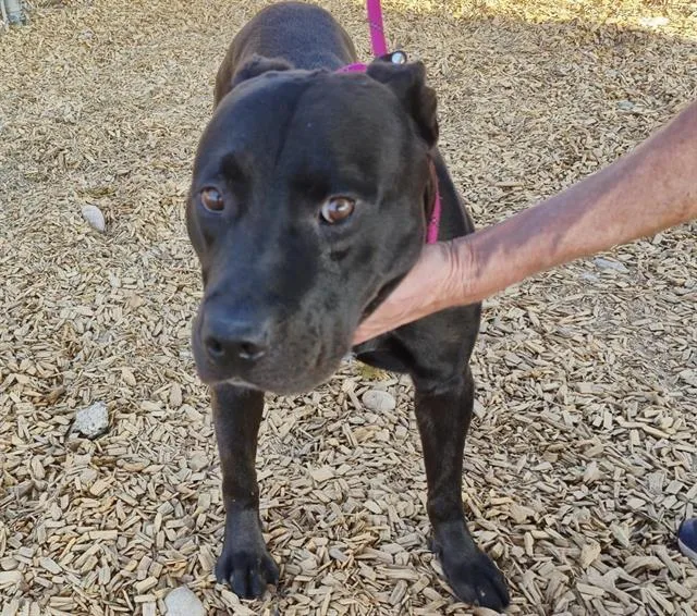 An adult large-sized male Pit Bull Terrier dog named Spike for adoption in Albuquerque, NM