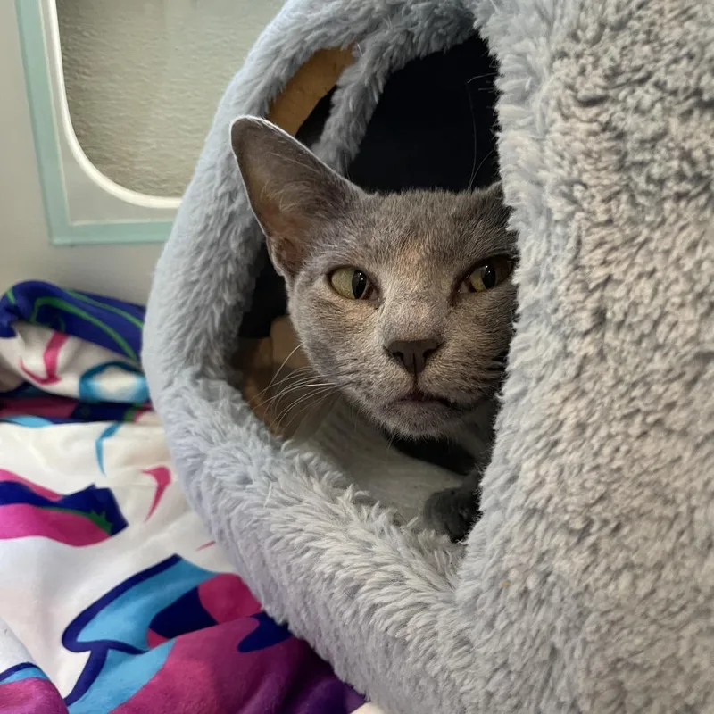 An adult medium-sized female Gray / Blue / Silver Domestic Short Hair cat named Pixie for adoption in Saint Charles, MO