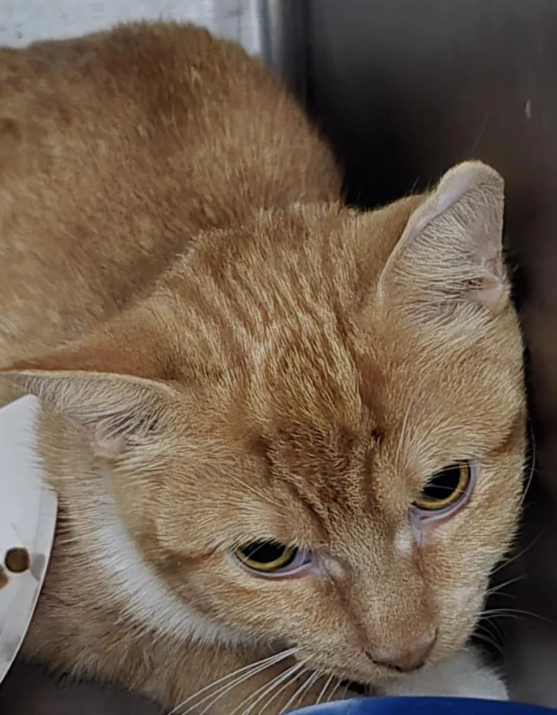 A young medium-sized female Domestic Short Hair cat named Pebbles Haven for adoption in Windsor, CT