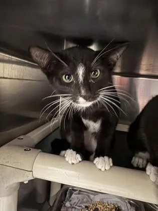 A baby small-sized male Domestic Short Hair cat named Lox for adoption in Honolulu, HI