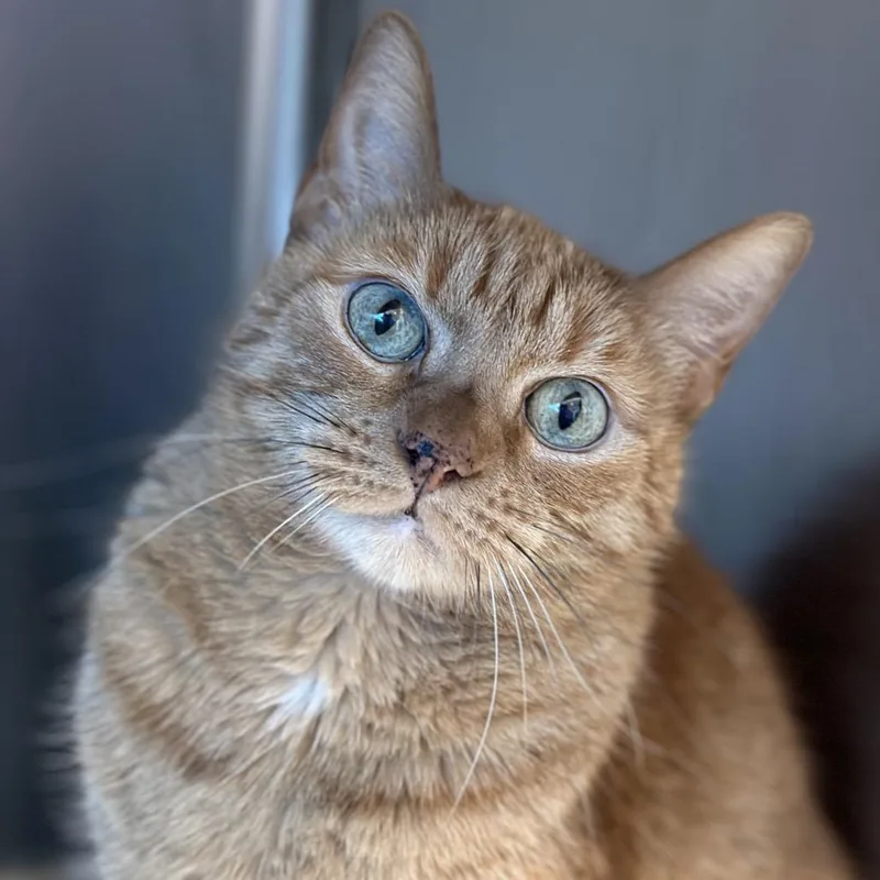 An adult large-sized female Orange / Red Domestic Short Hair cat named Aaliyah for adoption in Matteson, IL