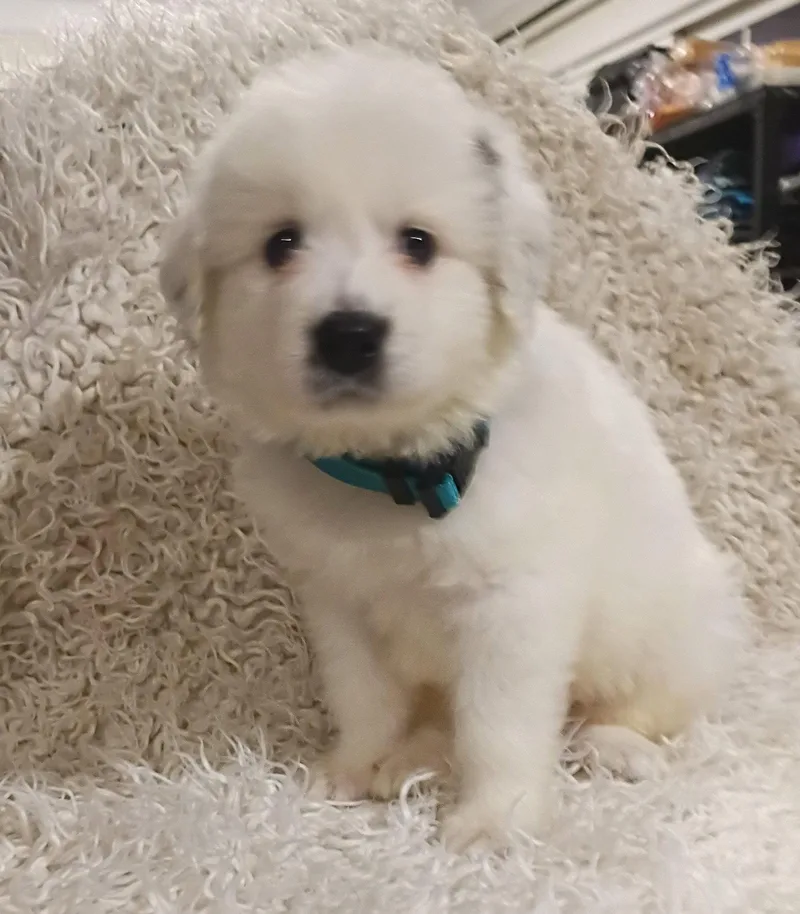 A baby large-sized male Great Pyrenees dog named Sven  Disney Litter for adoption in Holly Springs, NC