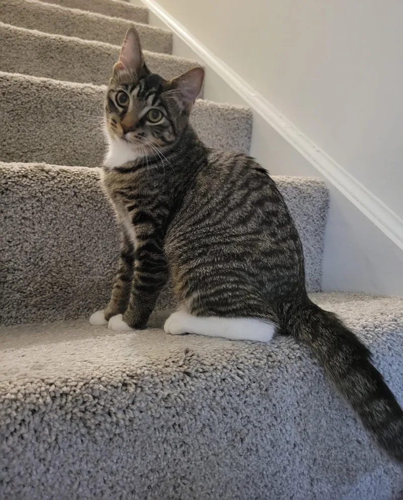 A baby medium-sized female Tabby (Brown / Chocolate) Domestic Short Hair cat named Tabitha for adoption in Rome, PA