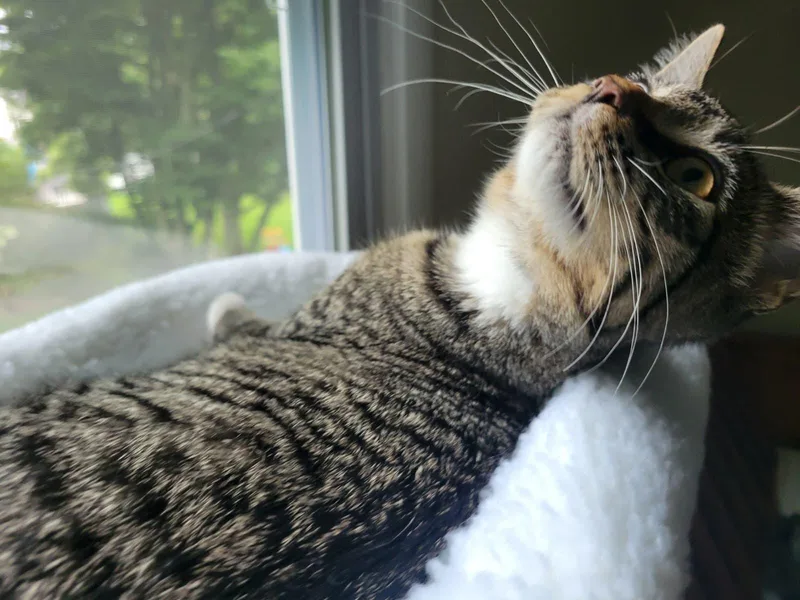 Tabitha thumbnail 2