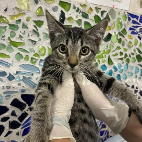 A baby small-sized female Domestic Short Hair cat named Fiona for adoption in Pensacola, FL