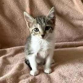A baby small-sized female Brown / Chocolate Domestic Short Hair cat named Baby for adoption in Lauderhill, FL