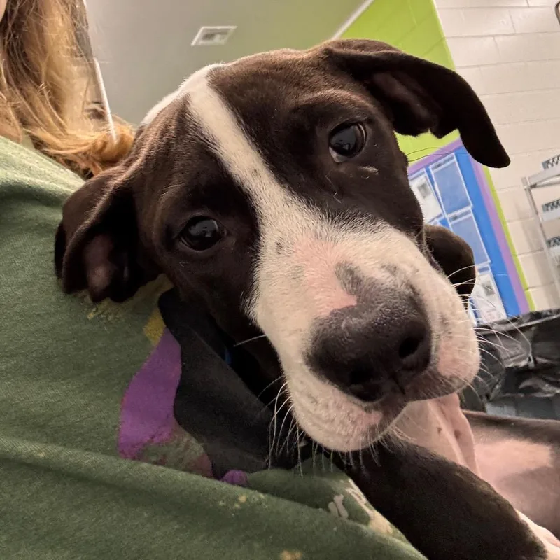 A baby small-sized male Black Terrier dog named Diego for adoption in Montgomery, AL