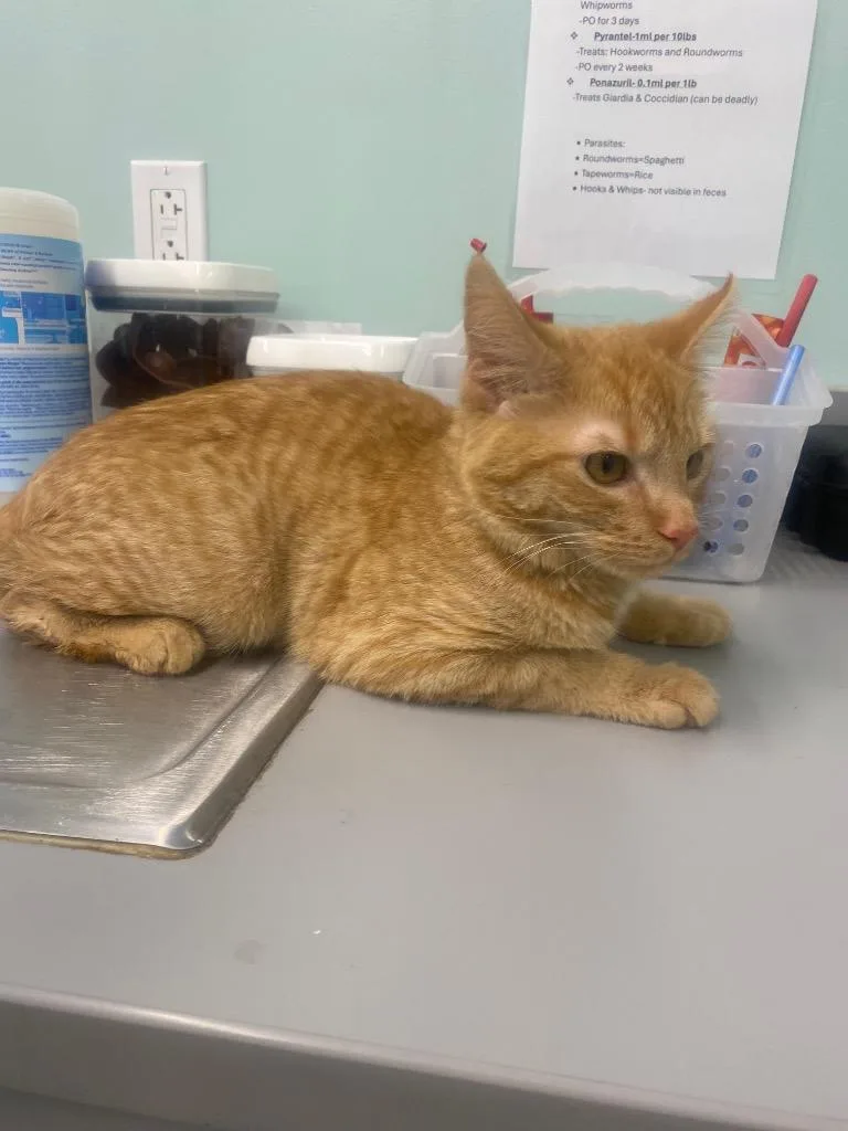 A baby small-sized male Domestic Short Hair cat named Honey for adoption in Athens, TN