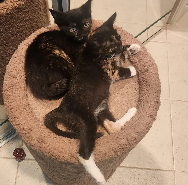 Florence & Frida Bondedsisters thumbnail 2