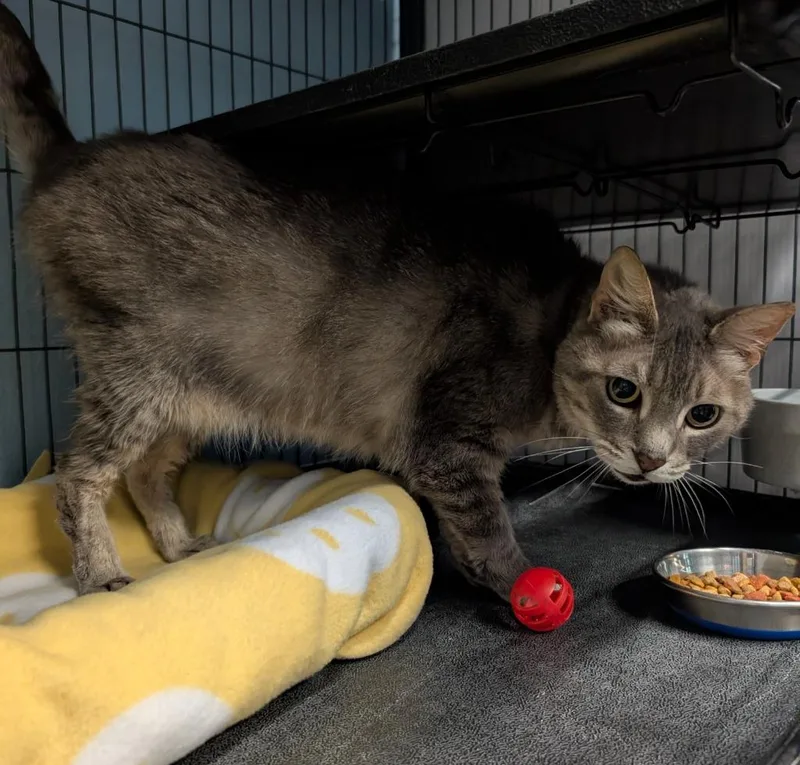 A senior medium-sized female Domestic Short Hair cat named Missy for adoption in Magnolia, TX