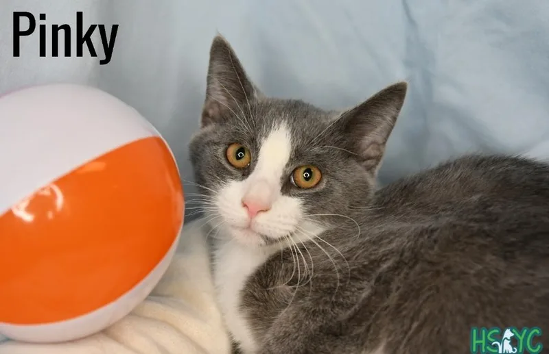 A baby medium-sized male Domestic Short Hair cat named Pinky for adoption in Fort Mill, SC