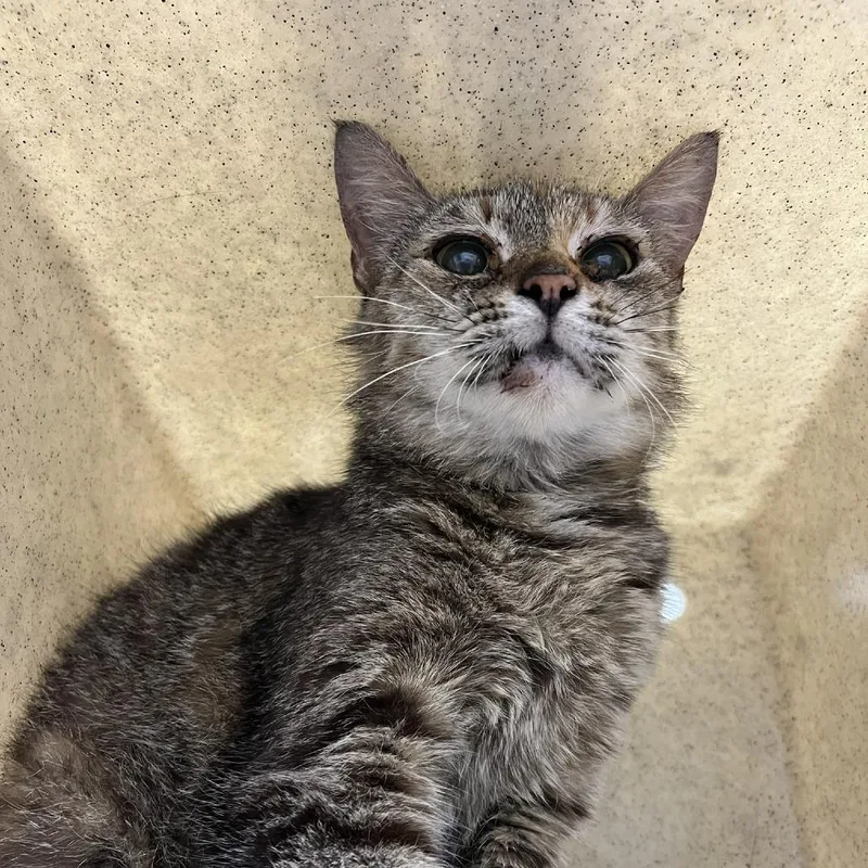 An adult medium-sized female Torbie Domestic Short Hair cat named SVASStray for adoption in Lyndhurst, VA