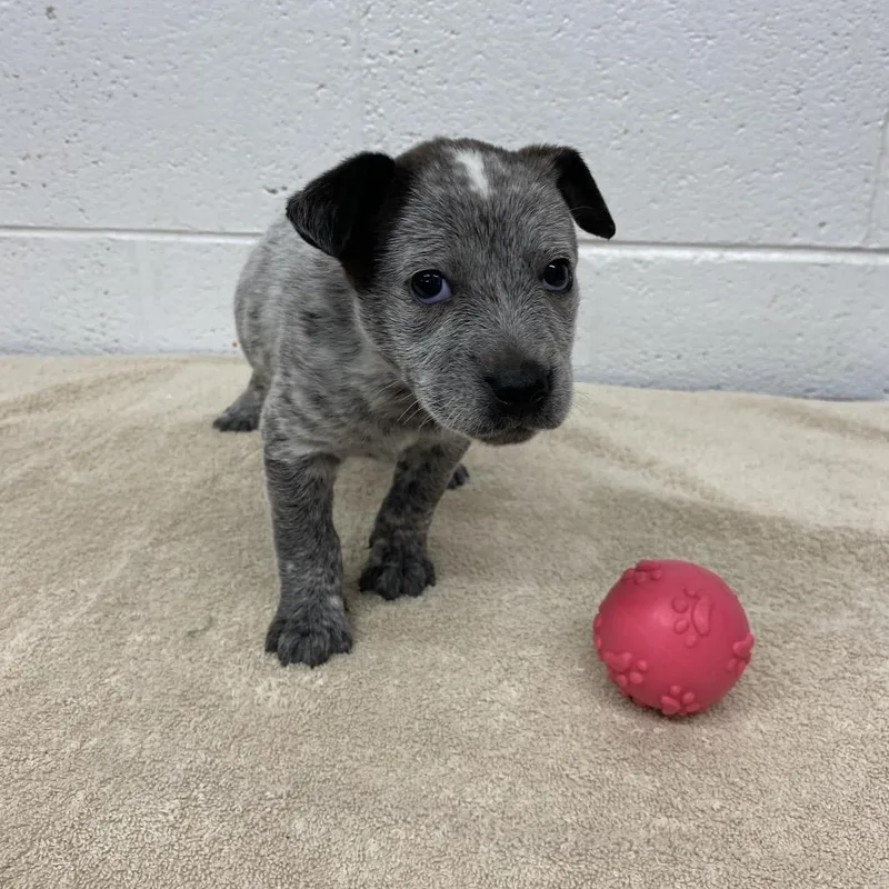 A baby small-sized female Gray / Blue / Silver Mixed Breed dog named Jemma for adoption in Evensville, TN