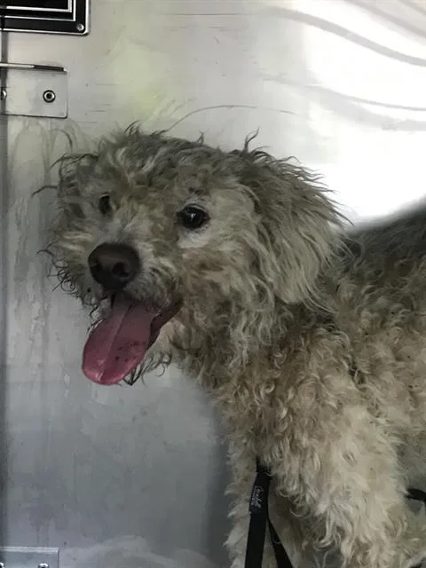 An adult small-sized male Mixed Breed dog named Nito for adoption in Dallas, TX