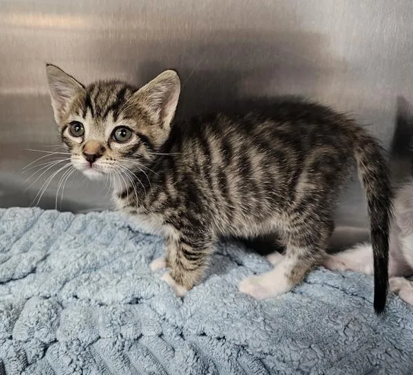 A baby small-sized female Domestic Short Hair cat named Priscilla  Bonded W for adoption in Silverdale, WA