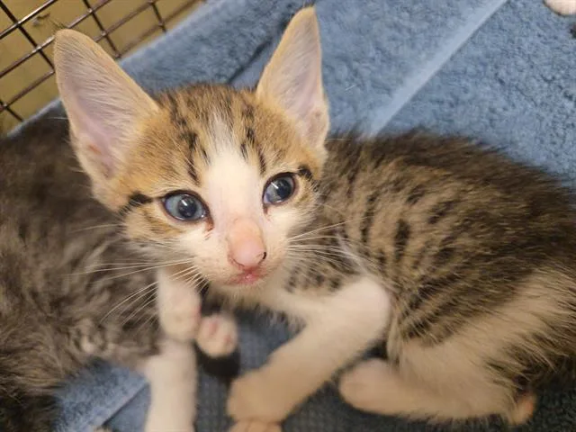 A baby small-sized male Domestic Short Hair cat named Cage for adoption in Tustin, CA