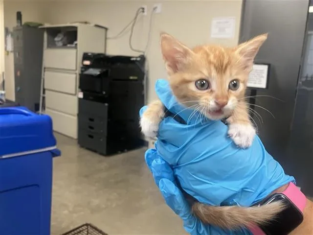 A baby small-sized female Domestic Short Hair cat named Strawberry for adoption in San Antonio, TX