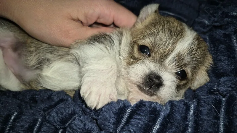 A baby small-sized female Tricolor (Brown, Black, & White) Chihuahua dog named Sadie for adoption in Covington, KY