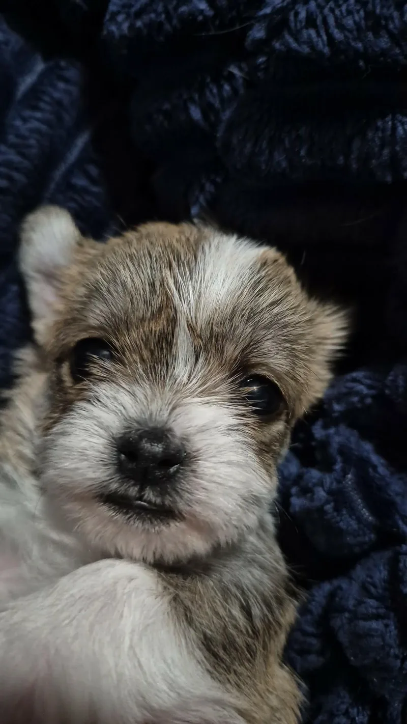 Sadie thumbnail 3