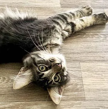 A baby medium-sized male Tabby (Brown / Chocolate) Domestic Short Hair cat named Jude for adoption in Tiburon, CA
