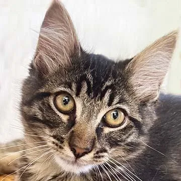 Jude thumbnail 3