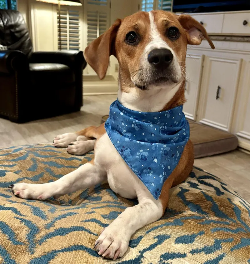 Bagel  Gorgeous Boy thumbnail 4