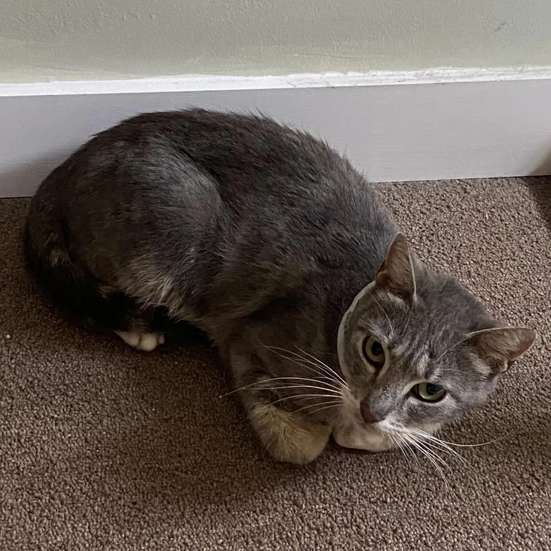 Gocciola thumbnail 2