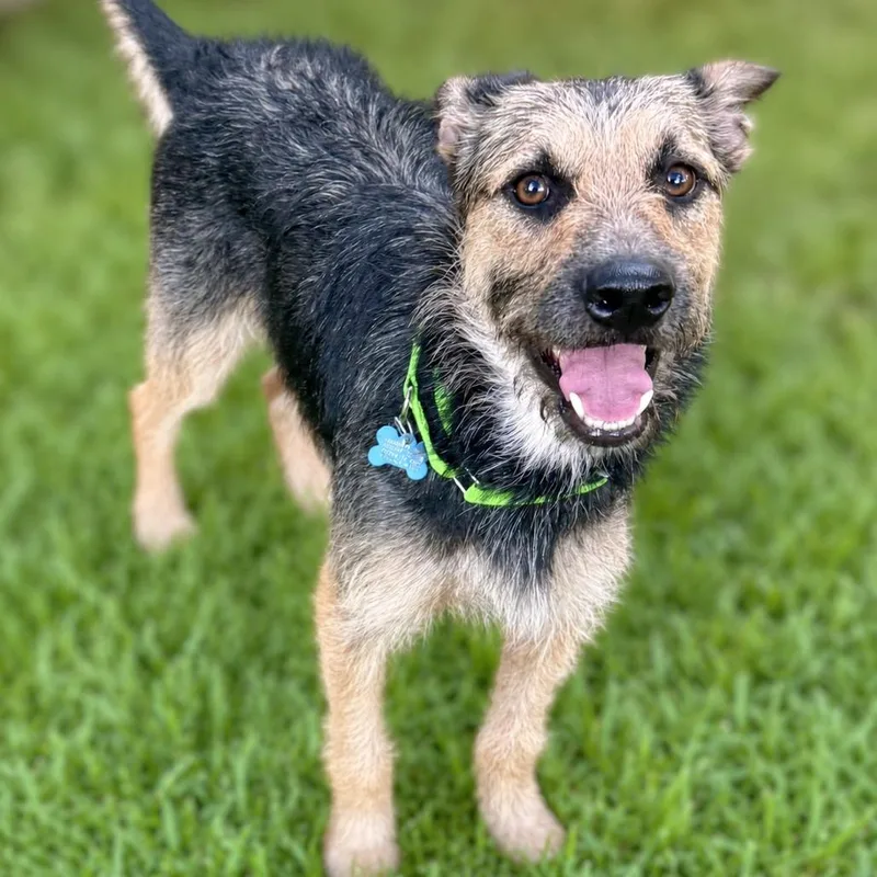 An adult medium-sized male Black German Shepherd Dog dog named Benji for adoption in Boerne, TX