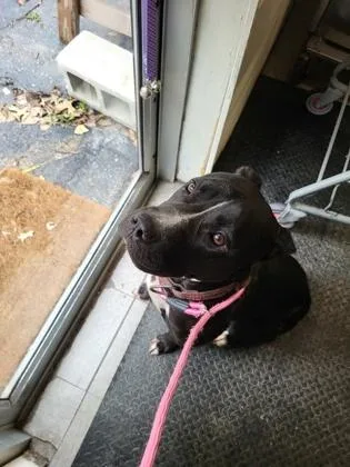 An adult large-sized female Mixed Breed dog named Leah for adoption in Hobart, IN