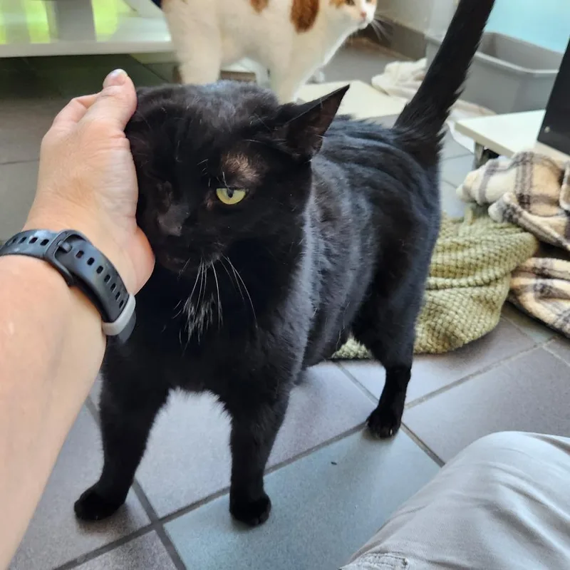 A senior large-sized male Black Domestic Short Hair cat named Salem Sr. for adoption in Grand Rapids, MI