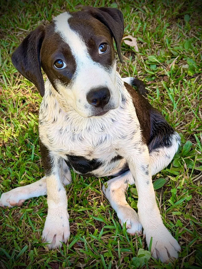 A baby large-sized female Mixed Breed dog named Caitlyn for adoption in Lee, NH
