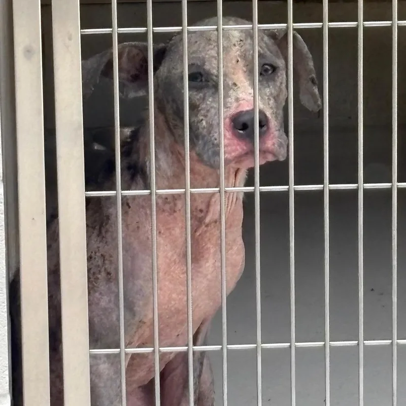 A baby small-sized female Gray / Blue / Silver Pit Bull Terrier dog named Cynthia for adoption in Greensboro, NC