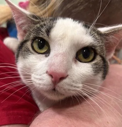 An adult medium-sized male Domestic Short Hair cat named Walter White for adoption in Cincinnati, OH