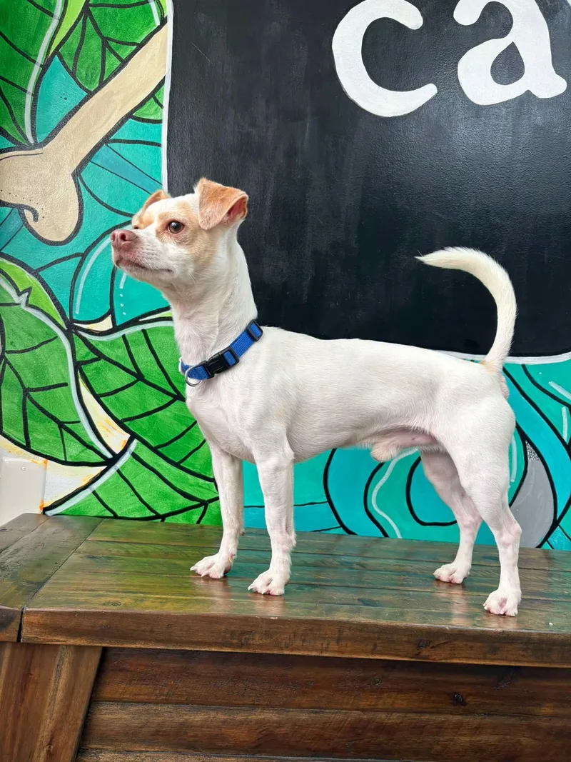 An adult small-sized male White / Cream Chiweenie dog named Wazowski for adoption in Vandergrift, PA
